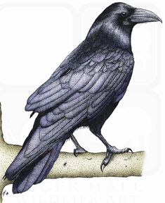 a drawing of a black bird sitting on a branch with its beak open and head turned to the side