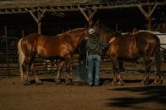 two brown horses standing next to each other on a dirt ground near a person wearing a cowboy hat