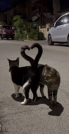 two cats playing with each other in the middle of the street, one has its tail shaped like a heart