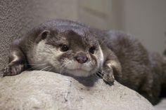 an otter laying on top of a rock next to a wall and looking at the camera