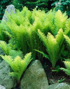 some very pretty green plants by some big rocks