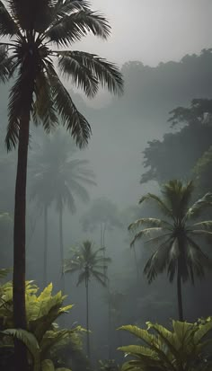 palm trees in the jungle on a foggy day