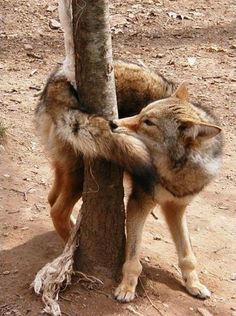 a wolf is climbing up the side of a tree to get something out of it