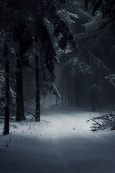 a dark forest with snow on the ground and trees in the foreground at night