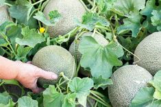 a hand pointing at some melons growing in the garden