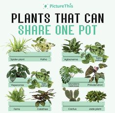 plants that can share one pot