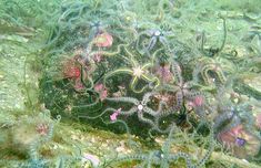 an underwater view of some corals and seaweed