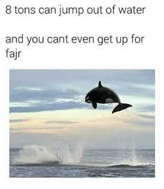 an orca jumping out of the water and you can't even get up for it