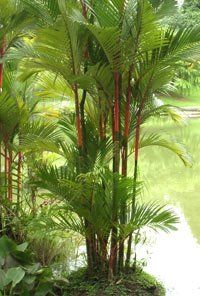 palm trees and other tropical plants in a garden area next to a body of water