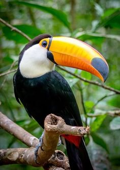 a toucan sits on a branch in the jungle