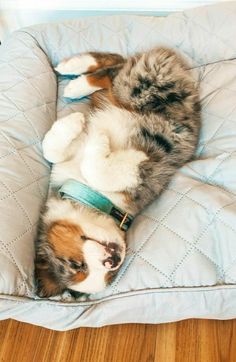 a cat laying on its back in a dog bed