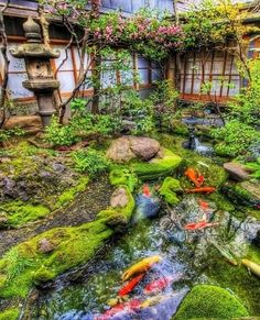 an image of a garden with koi fish in the water and moss growing on the rocks