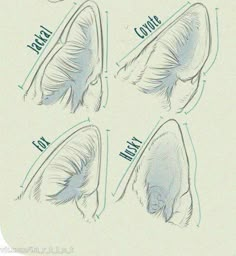 four different types of ears with the words, ear and mouth labeled in blue ink