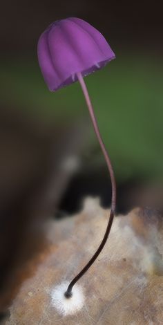 a small purple umbrella sitting on top of a leaf covered tree stump in the woods