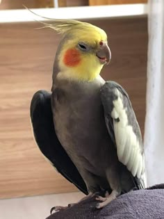 a yellow and gray bird sitting on top of someone's arm with its head turned to the side