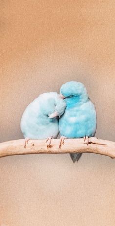 two small blue birds sitting on top of a wooden branch next to each other with their beaks touching