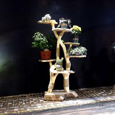 there are many potted plants on the shelves in this display case that is made out of wood