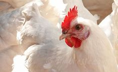 two white chickens with red combs standing next to each other