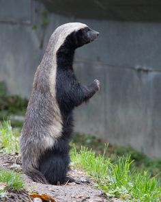 a badger standing on its hind legs in front of a concrete wall and green grass