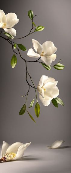 two white flowers with green leaves on a twig in front of a gray background