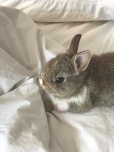 a small rabbit sitting on top of a bed