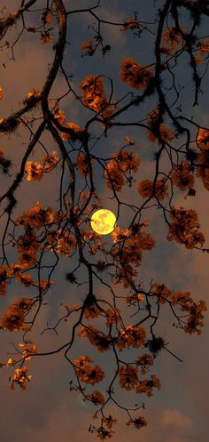 the full moon is seen through the branches of a tree in front of a cloudy sky