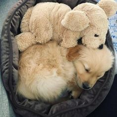 a dog sleeping in a bed with two stuffed animals