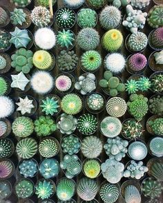 many different kinds of cactus in pots on the ground, top view from above - stock photo