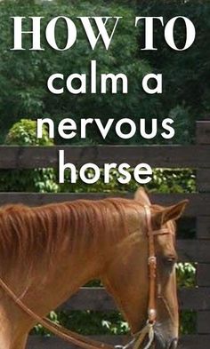 a brown horse standing next to a wooden fence with the words how to calm a nervous horse