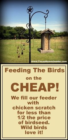 Save Money Feeding Wild Birds At Your Backyard Feeder! ~ Texas Homesteader ~ Suet Feeder Diy, Bird Feeder Poles, Bird Facts