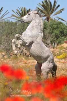 a white horse standing on its hind legs in a field full of red and yellow flowers