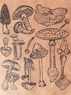 a bunch of different types of mushrooms on a piece of brown paper with black ink