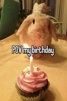 a bunny sitting in front of a cupcake with the words pov my birthday on it