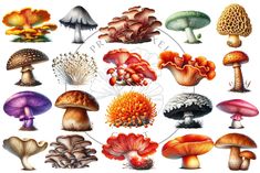 various types of mushrooms are shown in this illustration, including the top one with an orange center