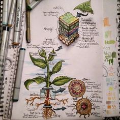 a drawing of a plant with parts labeled