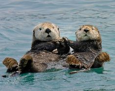 two sea otters playing with each other in the water