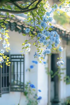 blue flowers growing on the side of a building