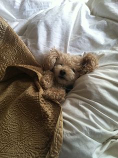 a small dog laying on top of a bed under a blanket