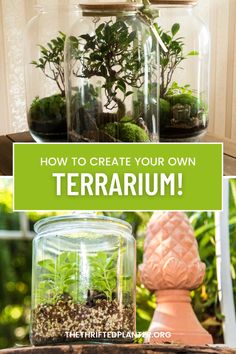 terrariums with plants in them and the words how to create your own terrarium