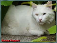 a white cat laying on the ground next to green leaves