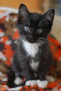 a black and white kitten with blue eyes sitting on a blanket looking at the camera