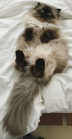 a fluffy cat laying on top of a bed with it's paws hanging out