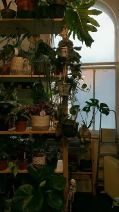 many houseplants are on shelves in the room