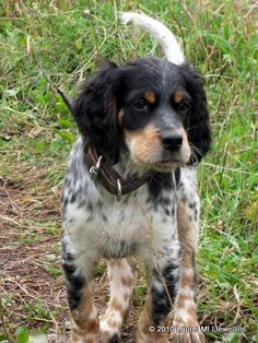 a dog that is standing in the grass