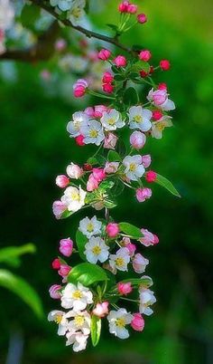 small white and pink flowers hanging from a tree