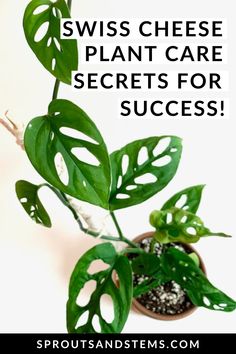 a green plant with the words swiss cheese plant care secrets for success