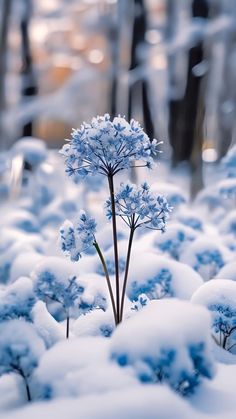 snow covered plants in the middle of a forest