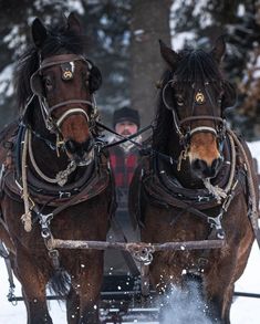 two brown horses pulling a sleigh with people on it in the snow near trees