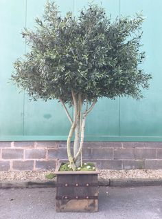 a small tree in a wooden box on the sidewalk