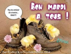 a pair of boots with chicks sitting on top of it and the caption says bon mardi a tous